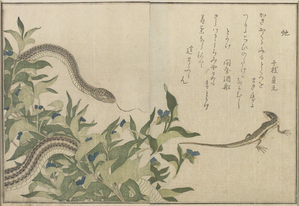 "Snake and Lizard", 1788 (colour woodblock print) 