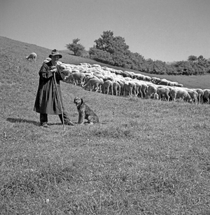 Shepherd with his flock of sheep, ca. 1945 to 1955, near Freiburg, Germany, Europe, 1950 (photo)