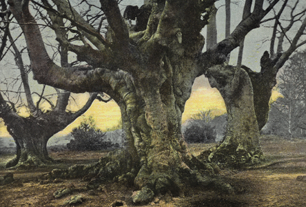 Burnham Beeches (colour photo)