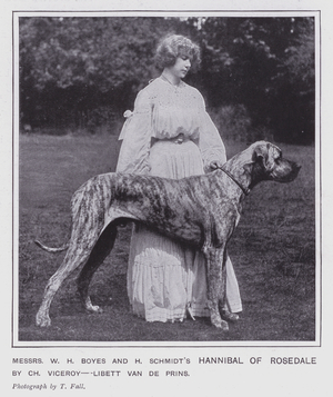 Messrs W H Boyes and H Schmidt's Hannibal of Rosedale (b/w photo)
