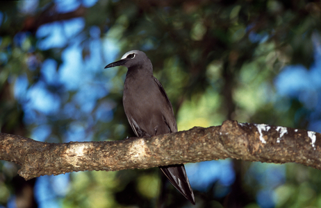 Noddy terns, island of Seychelles 2009 (photo)