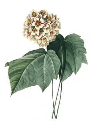 Dombeya wallichii, Pinkball, Pink Ball Tree and Tropical Hydrangea