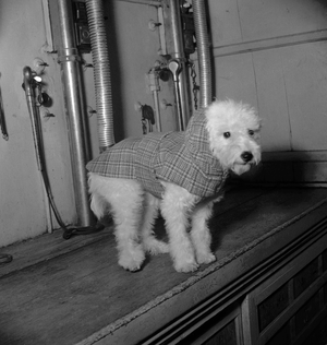 Dog's fashion, Paris, September 1949 (b/w photo)
