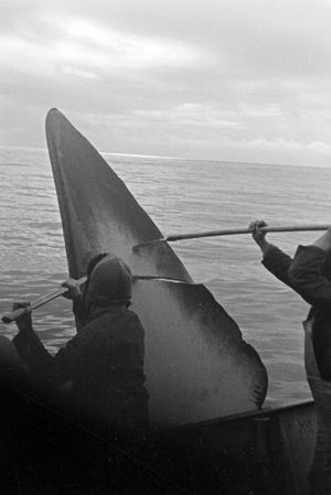 Two crew members of the factory vessel "Jan Wellem" throwing fins of a whale cadaver back into the sea, 1930s (b/w photo)