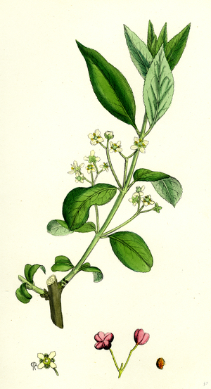Euonynius Europeus Spindle Tree