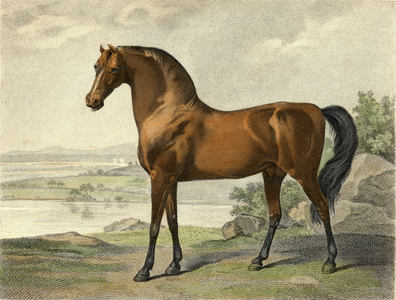 Warren Hastings' Arabian (coloured engraving)