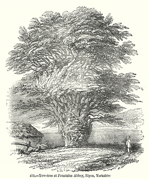 Yew-Tree at Fountains Abbey, Ripon, Yorkshire (emgraving)