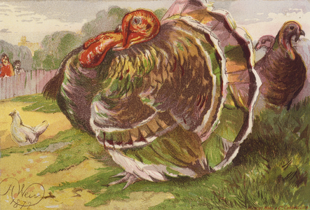 Enraged Turkey Cock (colour litho)