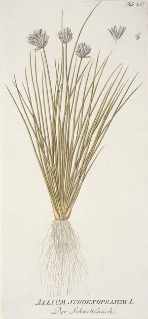 Allium schoenoprasum