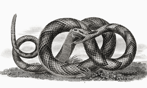 Banded rattlesnake, Crotalus Horridus, from a 17th century print