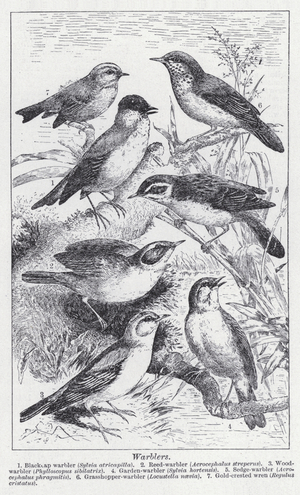 Warblers (litho)