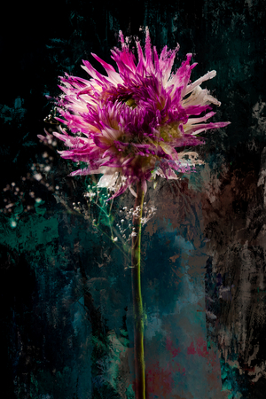 Sugarplum, 2018 (photo)