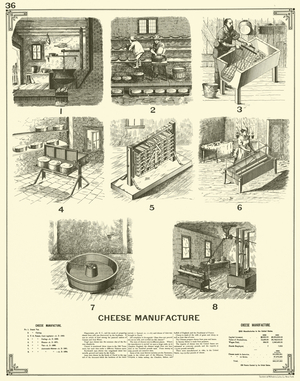 Cheese Manufacture (engraving)