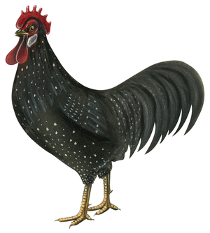 Ancona rooster