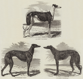 Newmarket Coursing Meeting (engraving)