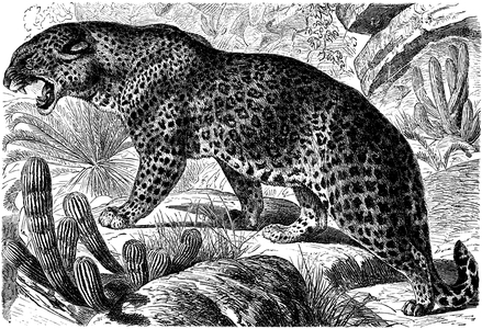 Leopard