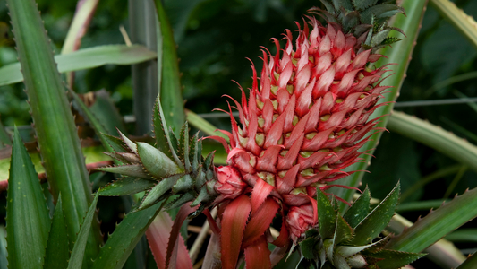 Ananas bracteatus (Pineapple relative), 2011 (photo)