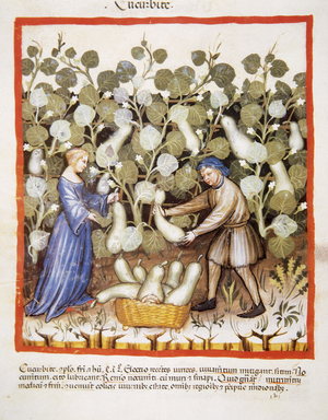 Tacuinum Sanitatis. Late 14th century. Farmers harvesting pumpkins. Miniature. Folio 22v.