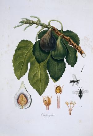 Ficus carica