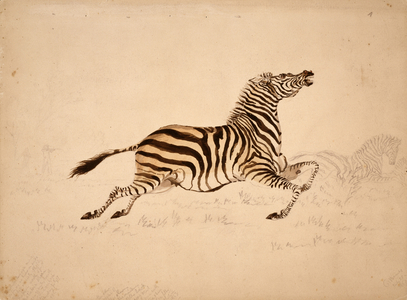 Full striped Quagga mare, presumably an undescribed variety, shot 20 or so miles south of the Zambesi, sketch from Rothschild bequest 1 (watercolour & pencil on paper)