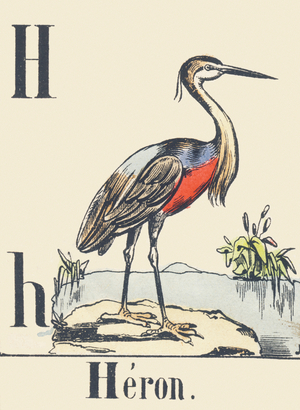 H: Heron, c1880-1900 (illustration)