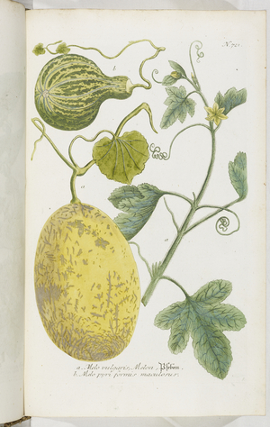 Melo, 1737 (engraving)