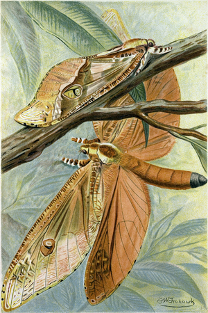 Giant Swift Moth