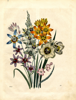 Flowering Bulbous Plants of the Amaryllidaceae Family (hand-coloured engraving)