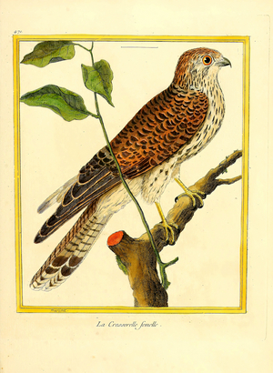 Female Common Kestrel (print)