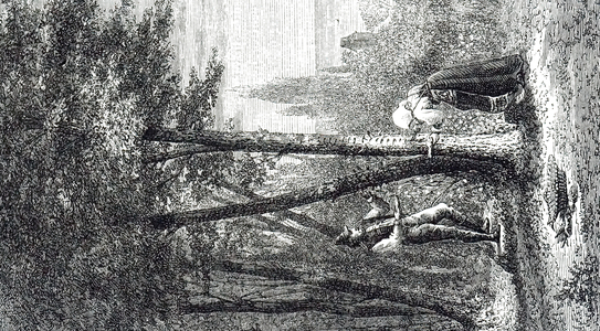 An engraving depicting the collecting of sap from the Manna Ash (Fraxinus Ornus) - Sicily. The sweet substance was sold for food and also used in medicines, mainly as a laxative, 19th century