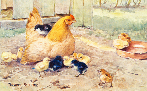 Hen and chicks, 1950