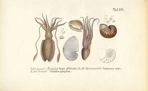 Cephalopods: Cuttlefish, Paper Nautilus and Chambered Nautilus, 1850 (lithography)