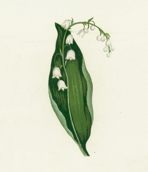 Lily of the Valley, Convallaria Majalis (colour litho)