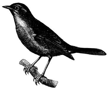 Nightingale