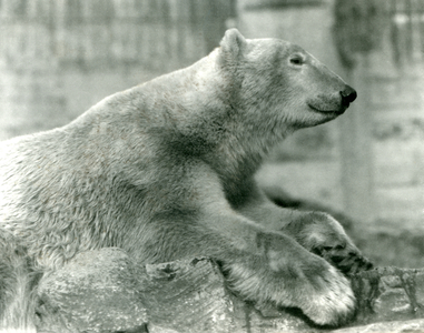 Polar Bear 'Sam' resting on rocks on the Mappin Terraces, London Zoo, before 1930 (b/w photo)