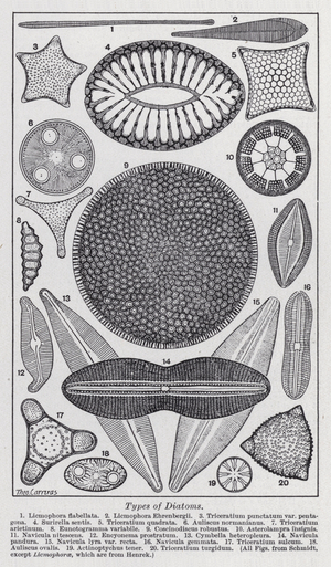 Types of diatoms (litho)
