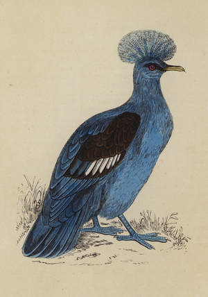 Crowned Pigeon (colour litho)