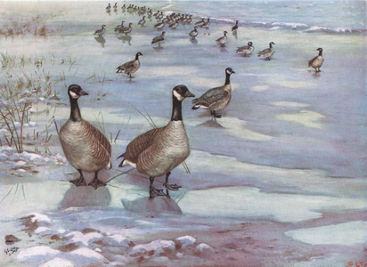 Canada Geese (litho)