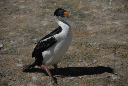 King Cormorant, Bleaker Island, Falkland Islands (photo)