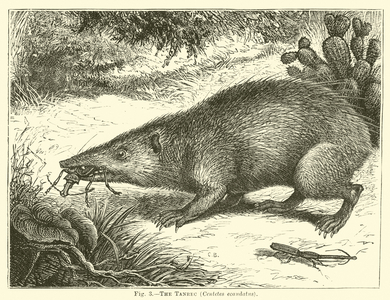 The Tanrec, Centetes ecaudatus (engraving)