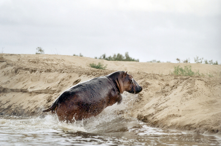Hippopotame