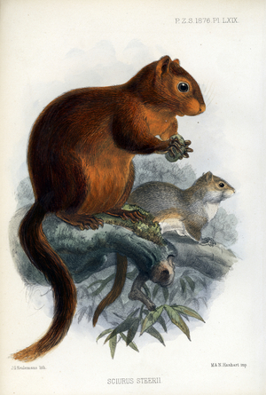 Steere's Squirrel (print)