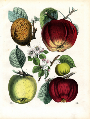 Various Apple Varieties with Apple Blossom (hand-coloured litho)