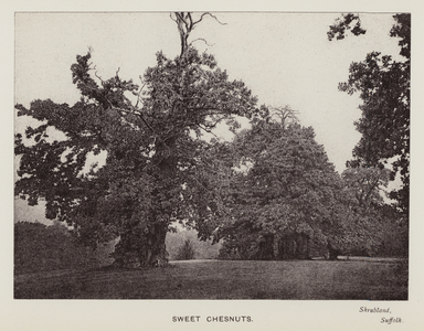 British Trees: Sweet Chesnuts, Shrubland, Suffolk (b/w photo)