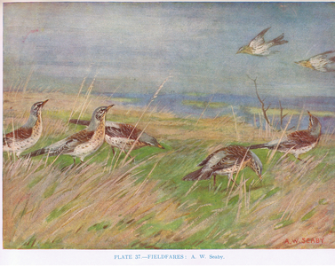 Fieldfares, illustration from 'British Birds' by Kirkman & Jourdain, 1966 (colour litho)