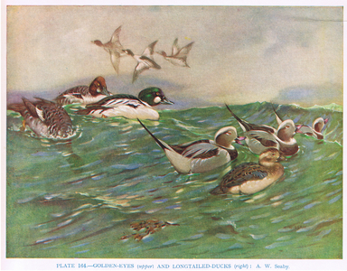Goldeneyes (upper left) and Long Tailed Ducks, illustration from 'British Birds' by Kirkman & Jourdain, 1966 (colour litho)
