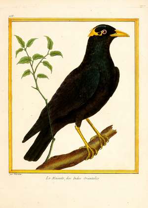 Indian Mynah (print)