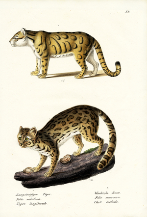 Clouded Leopard, 1824 (colour litho)