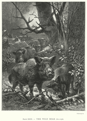 The Wild Boar (Sus Scrofa) (engraving)