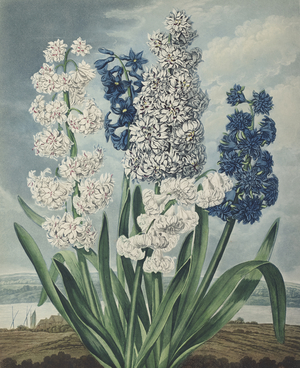 Hyacinths, 1799-1807 (Plate)